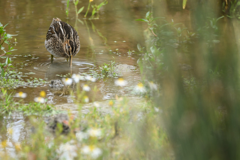 Bécassine des marais (Gallinago gallinago)
