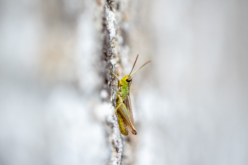 Criquet des pâtures (Pseudochorthippus parallelus)
