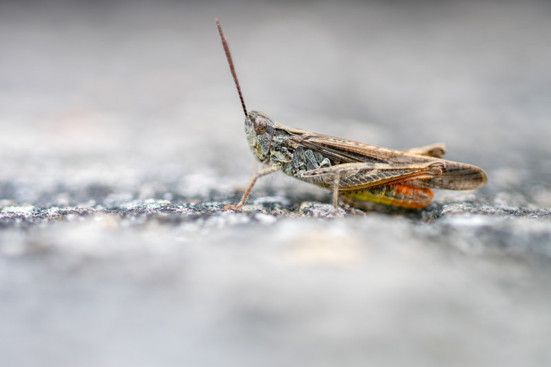 Criquet duettiste (Chorthippus brunneus)