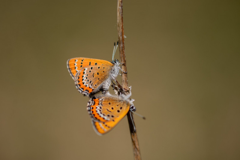 Cuivré de la bistorte (Lycaena helle) 