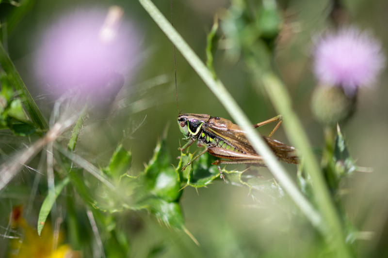 Decticelle bariolée (Roeseliana roeselii)
