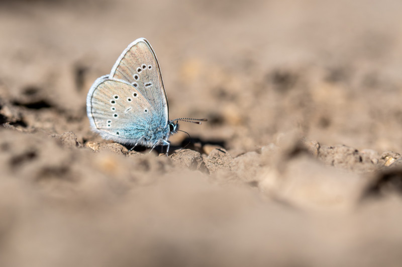 Demi-argus (Cyaniris semiargus)