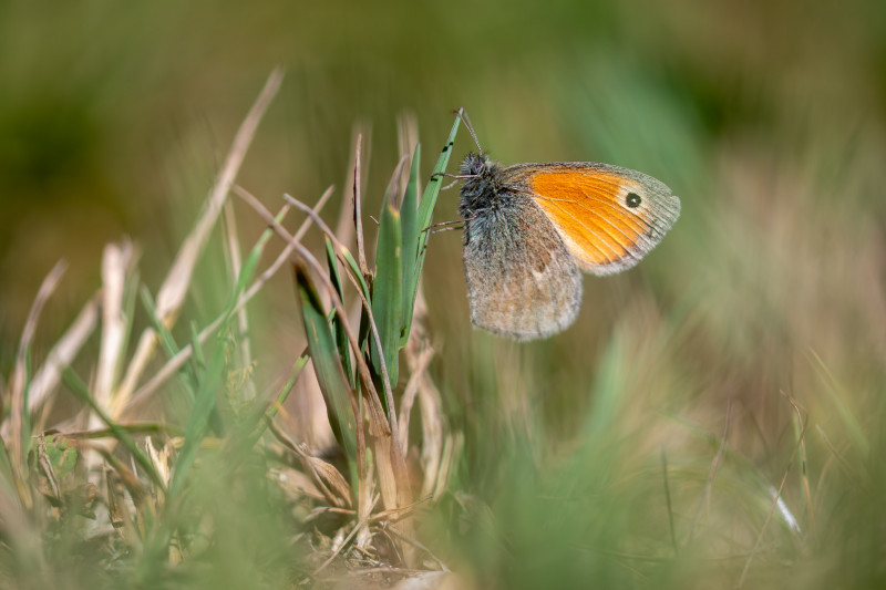 Fadet commun (Coenonympha pamphilus)