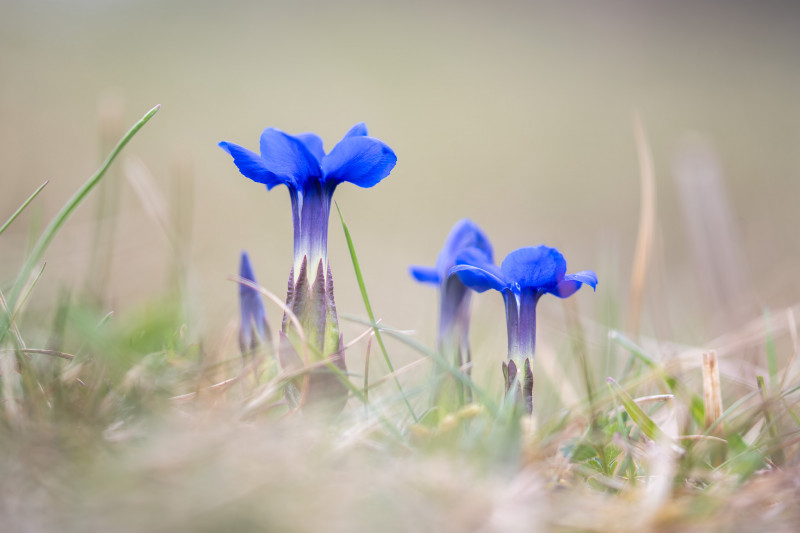 Gentiane de printemps (Gentiana verna)