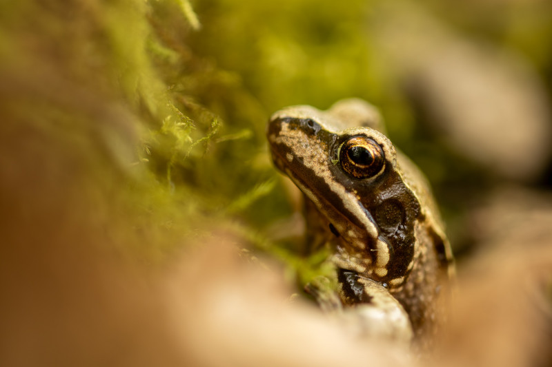 Grenouille rousse (Rana temporaria)