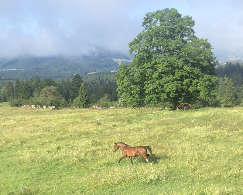 Acceuil de cavaliers