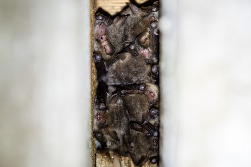 Murin de Daubenton (Myotis daubentonii)