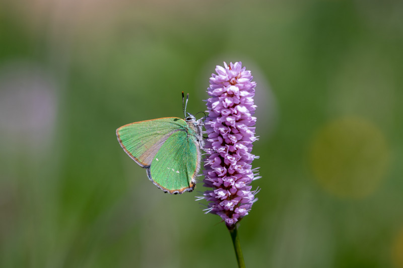 Thècle de la ronce (Callophrys rubi)