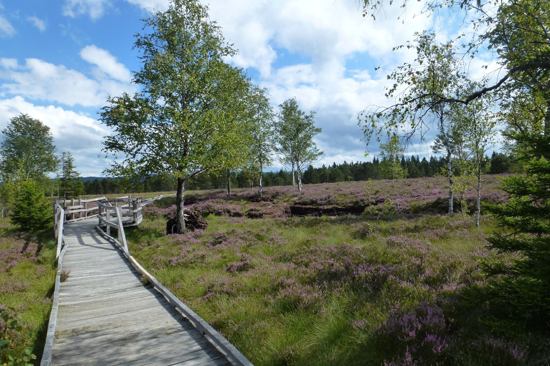 Tourbières de Frasne passerelles  - &copy; CFD 