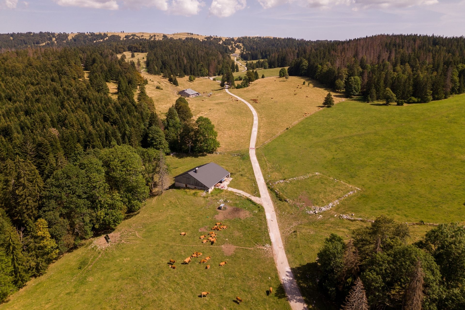 Vaches sur le Mont d'Or - &copy; Cheni Films