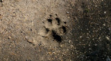 FAUNE SAUVAGE