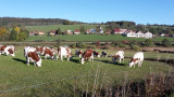 Les vaches de notre voisin à Sarrageois