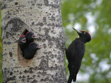 Sortie oiseaux