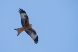 Sortie rapace