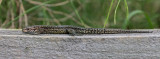 Sortie reptiles
