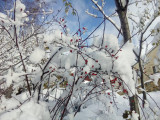 dans jardin