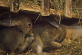 ferme la batailleuse rochejean - centre de vacances le souleret ©Florian Houdelot (9)