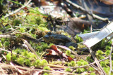 visite-herp-to-138690