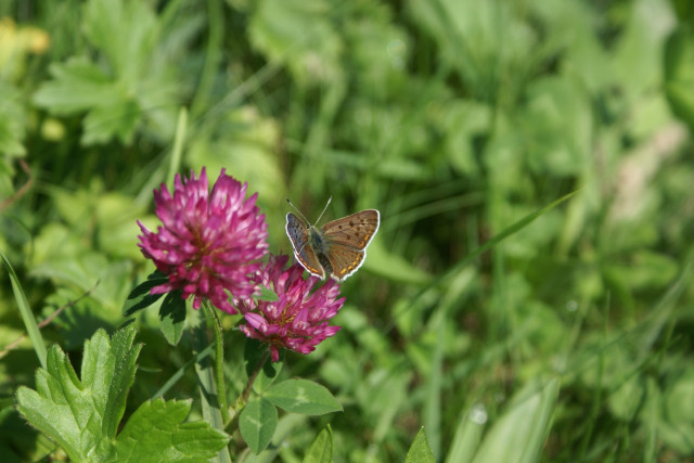 Au détour d'une promenade-