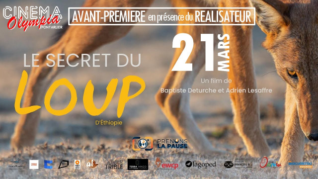 21032026_Le secret du loup d Ethiopie