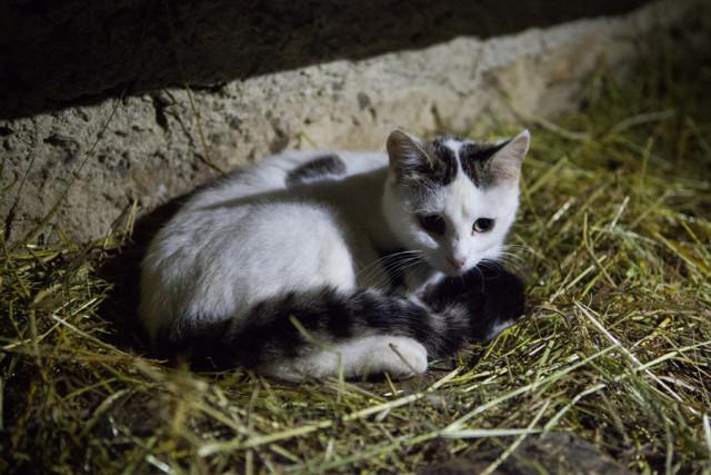 APPARTEMENT - LA CLÉ DES CHAMPS_11