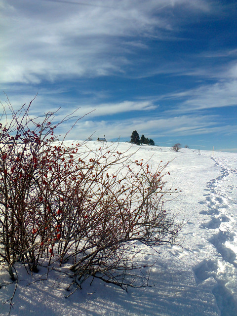 CHALET 29 D - la chapelle du touriau