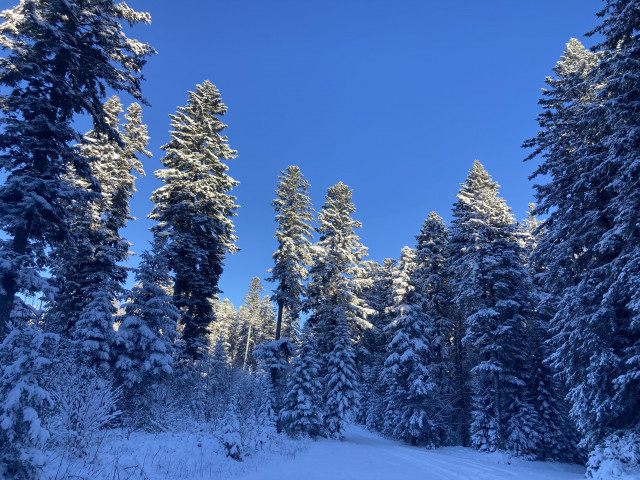 Vue sur les sapins depuis les gites