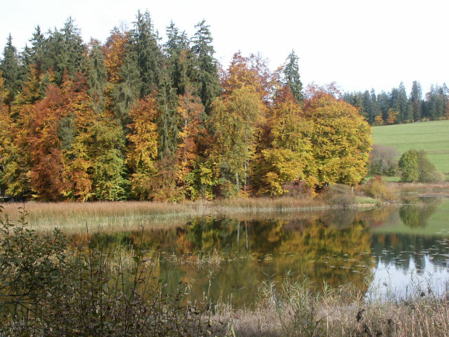 Arbres au bord de l eau couleur d automne ©Vincent LHOMME CHOULET (2)