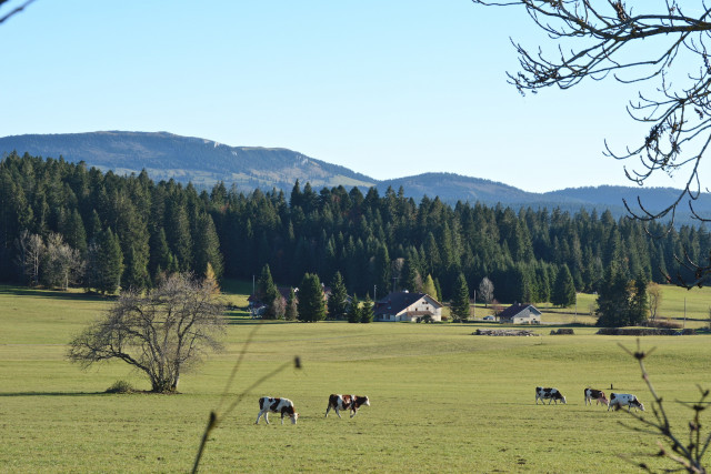 Dans les pâturages de Haute Joux