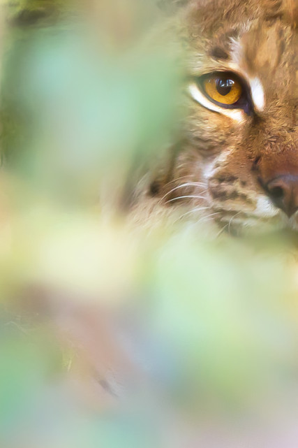 Lynx-pour-affiche-2