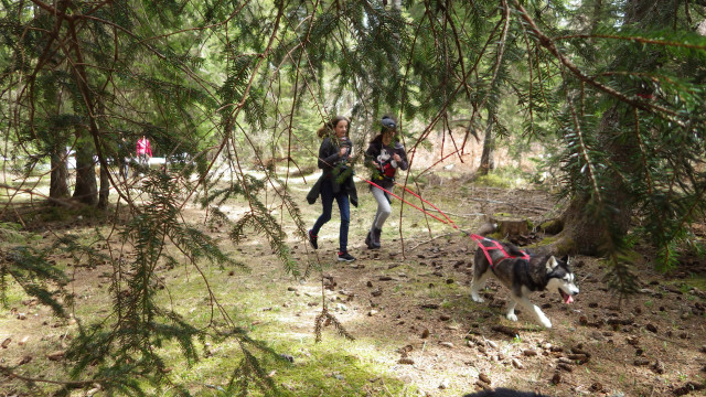 cani-randonnée et animation nature