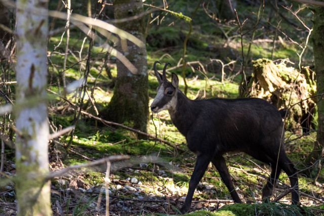 Chamois