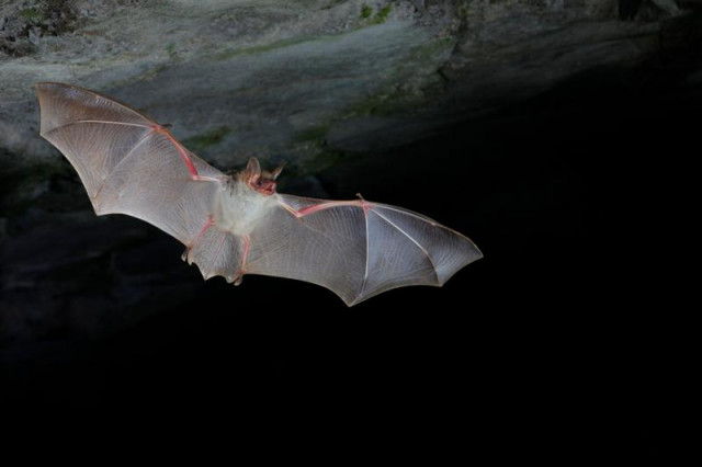Sortie chauves-souris