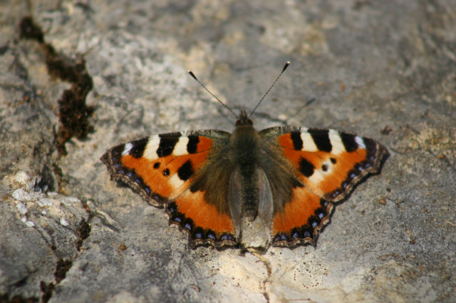 Sortie petites bêtes