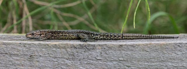 Sortie reptiles