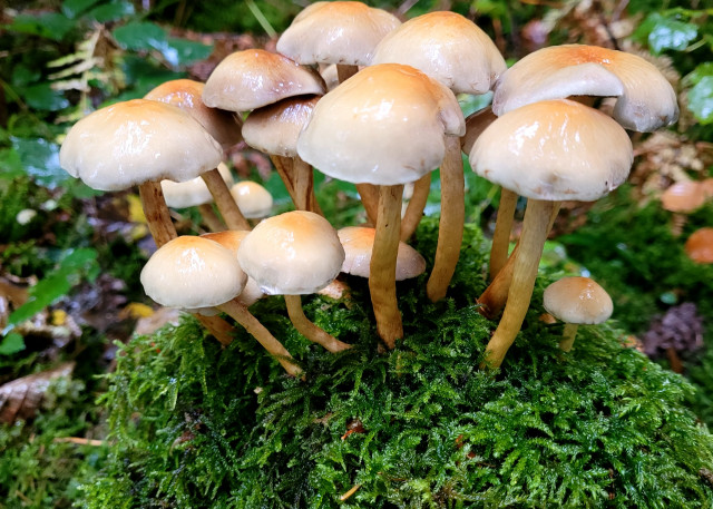 a5c81440df41fda8d4218d2586dac722