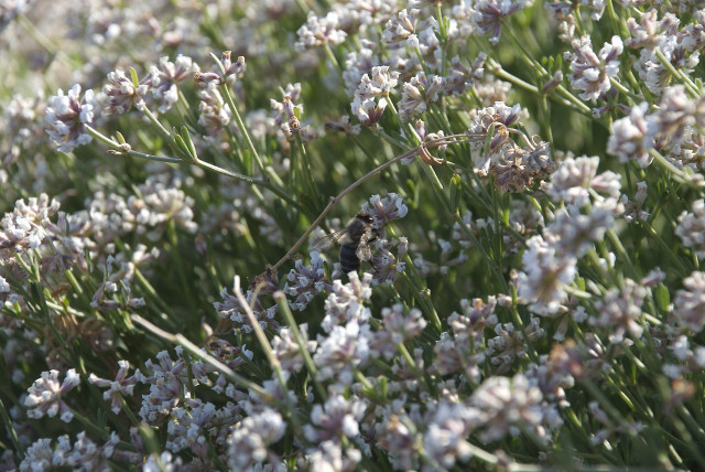 abeilles