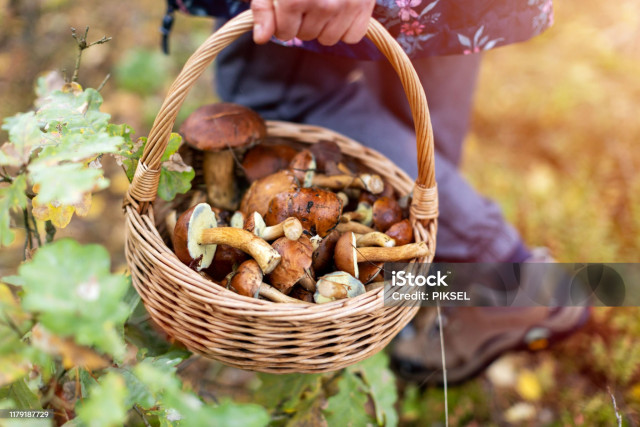champignon