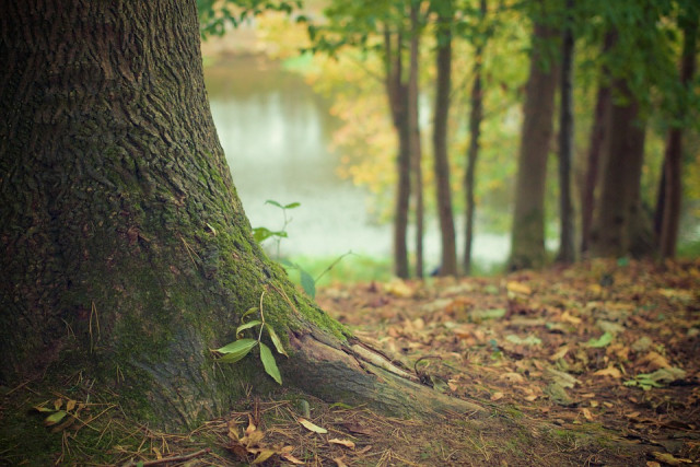 foret