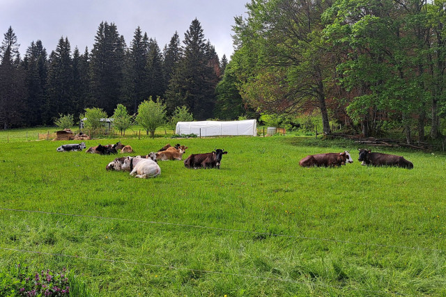 la-petite-echelle-vaches-61151