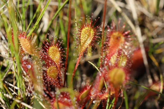 plantes