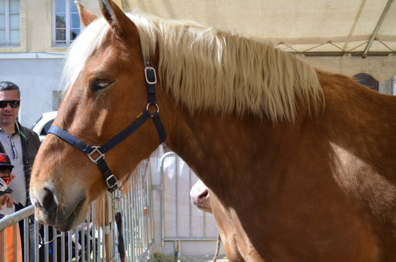 © HUMBERT Maud - Marché Paysan JA 2016 Mini Ferme Cheval (1)