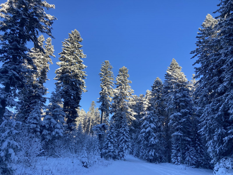 Vue sur les sapins depuis les gites