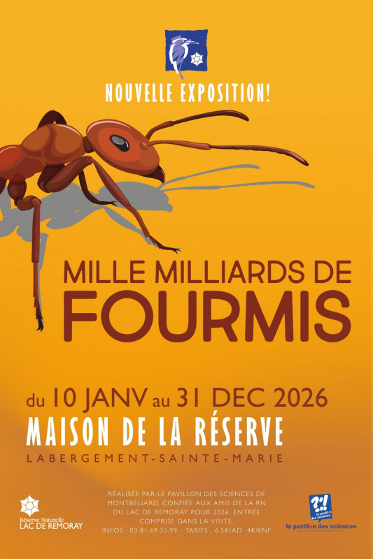 Affiche exposition fourmis