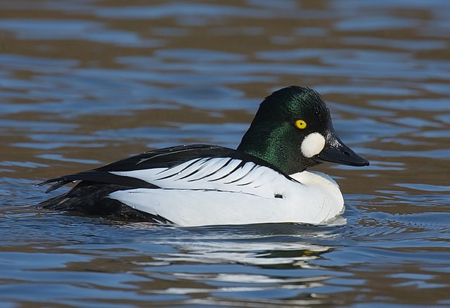 Common_Goldeneye_(Bucephala_clangula)
