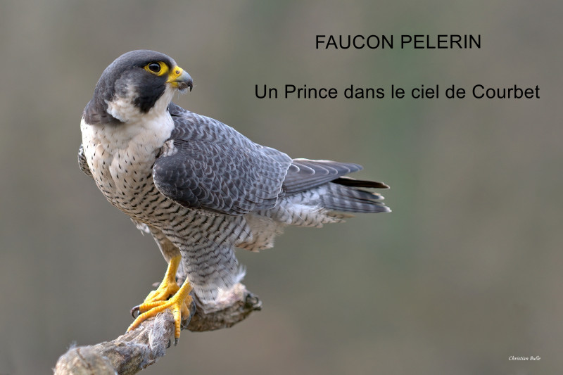 Faucon Pelerin
