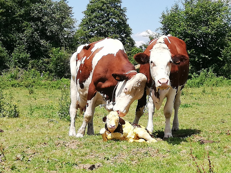 Nos voisines les Montbeliard Nos voisines les Montbeliard