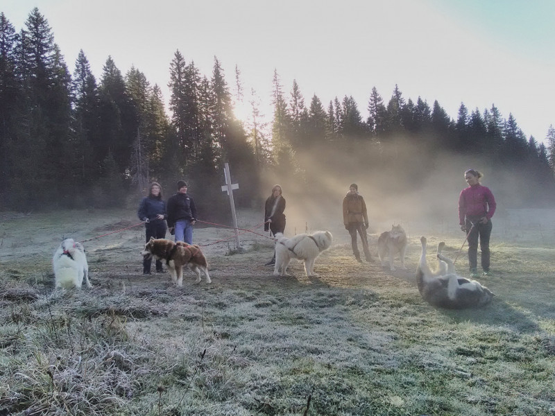 cani-randonnée cani-randonnée