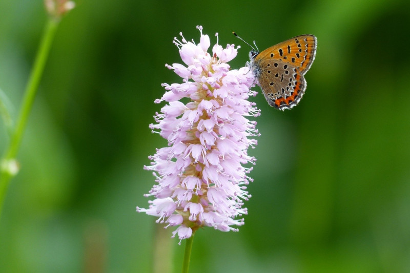 RNR_Visite insectes 