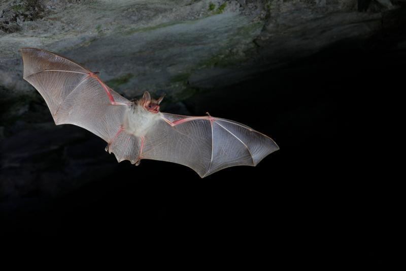 Sortie chauves-souris